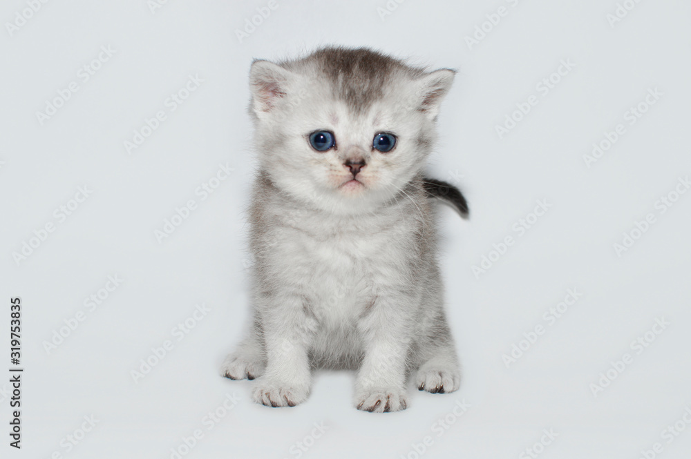 kitten, kitty, shottish cat kitten, kitty, shottish cat