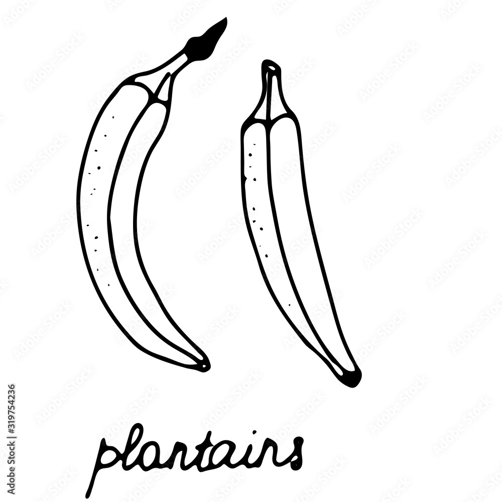 Hand drawn isolated food icon. Black outline illustration of vegetable. Plantain icon. Plantains and bananas. Hand drawn isolated food icon. Black outline illustration of vegetable. Plantain icon. Plantains and bananas.