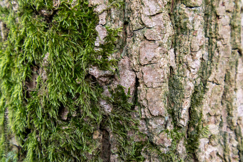 tree trunk with moss growing 