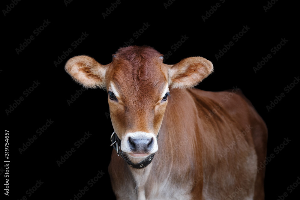 Jersey cow on black background, portrait of a calf closeup.