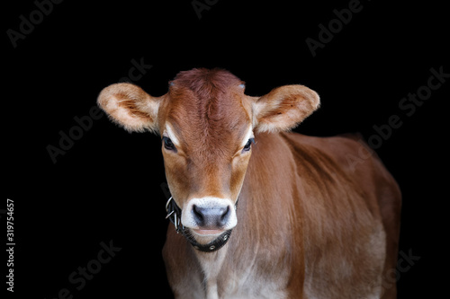 Jersey cow on black background, portrait of a calf closeup. © Svetlana
