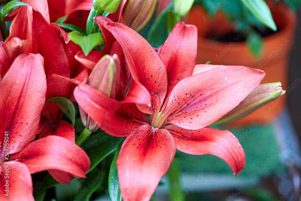 still life of natural and colorful flowers still life of natural and colorful flowers