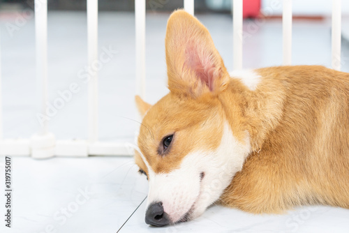 A smiling corgi lying on the ground photo