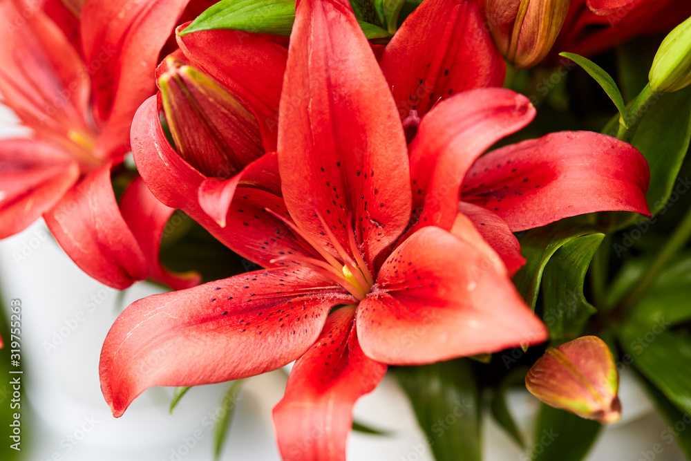still life of natural and colorful flowers still life of natural and colorful flowers