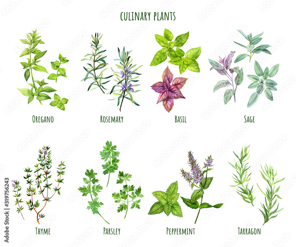 Set of watercolor cooking herbs, mediterranean cuisine - obrazy, fototapety, plakaty 