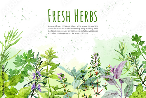 Fotografija Watercolkor bg with culinary herbs and plants