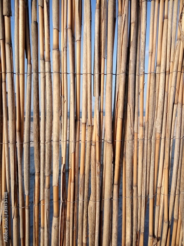 Fotografia Detail shot of bamboos
