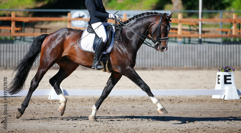 Dressage horse with rider during a dressage test in a strong trot with a stretched front leg.. Dressage horse with rider during a dressage test in a strong trot with a stretched front leg..
