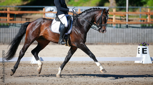 Dressage horse with rider during a dressage test in a strong trot with a stretched front leg..