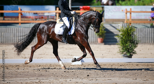 Dressage horse with rider during a dressage test in a strong trot in the limbo phase..