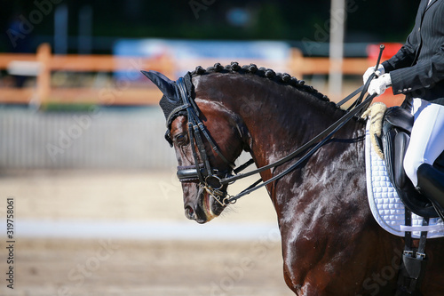 Dressage horse with rider in the portraits head behind the vertical!.