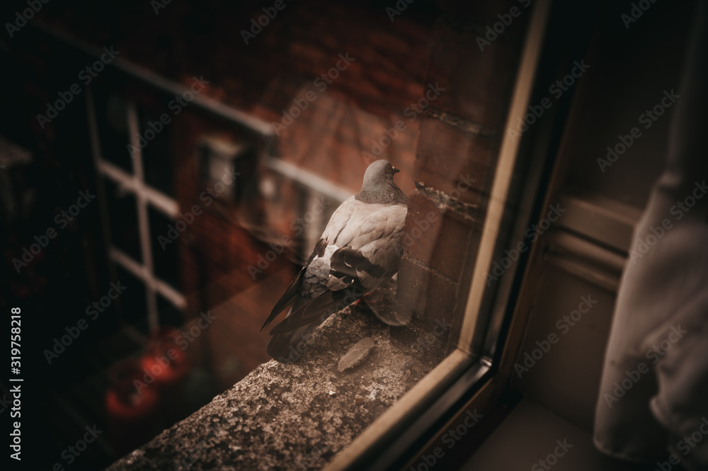 Pigeon on window ledge