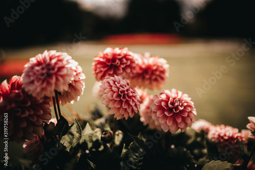 pink flower in garden