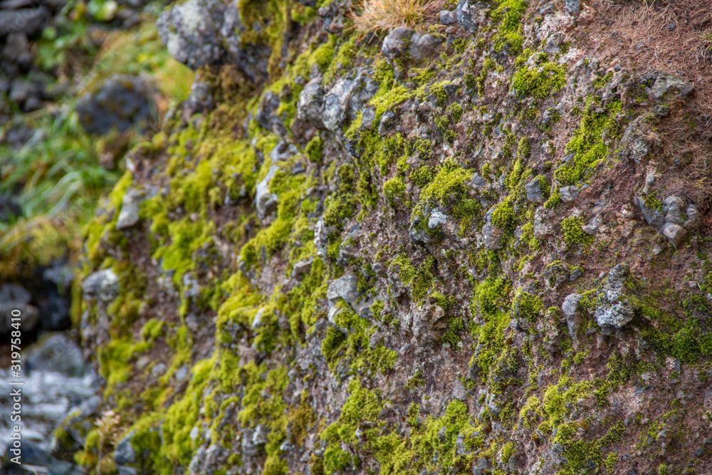 Moss on the side of a rock