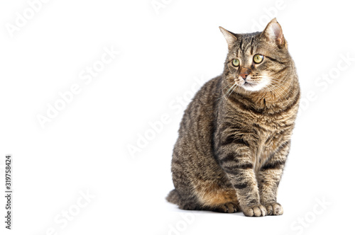 Obraz na plátně Adult grey tabby cat sitting isolated on white background