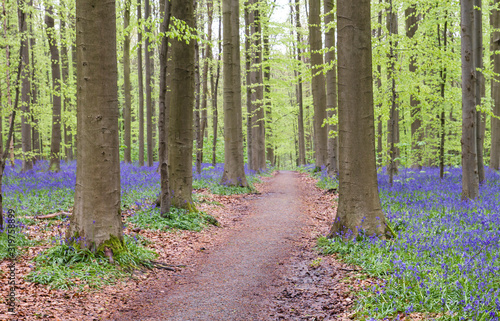 Footpath in the springtime forest