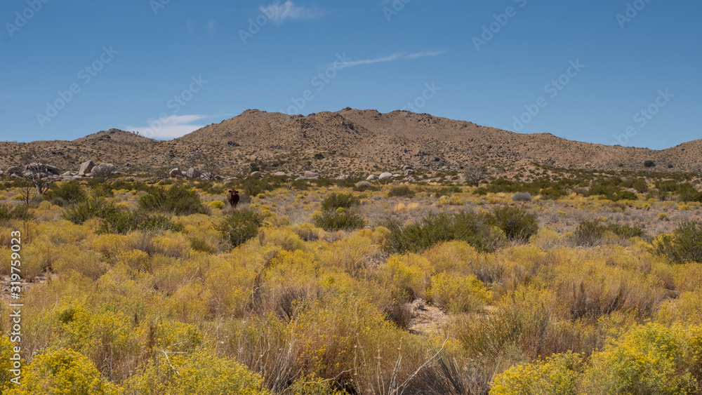 scenic view on the Mojave desert park, california