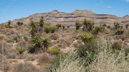 scenic view on the Mojave desert park, california