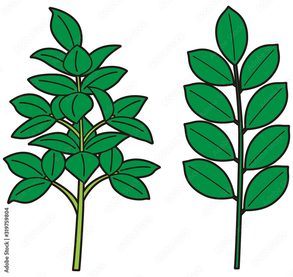 シキミとサカキ Stock ベクター Adobe Stock シキミとサカキ Stock ベクター Adobe Stock