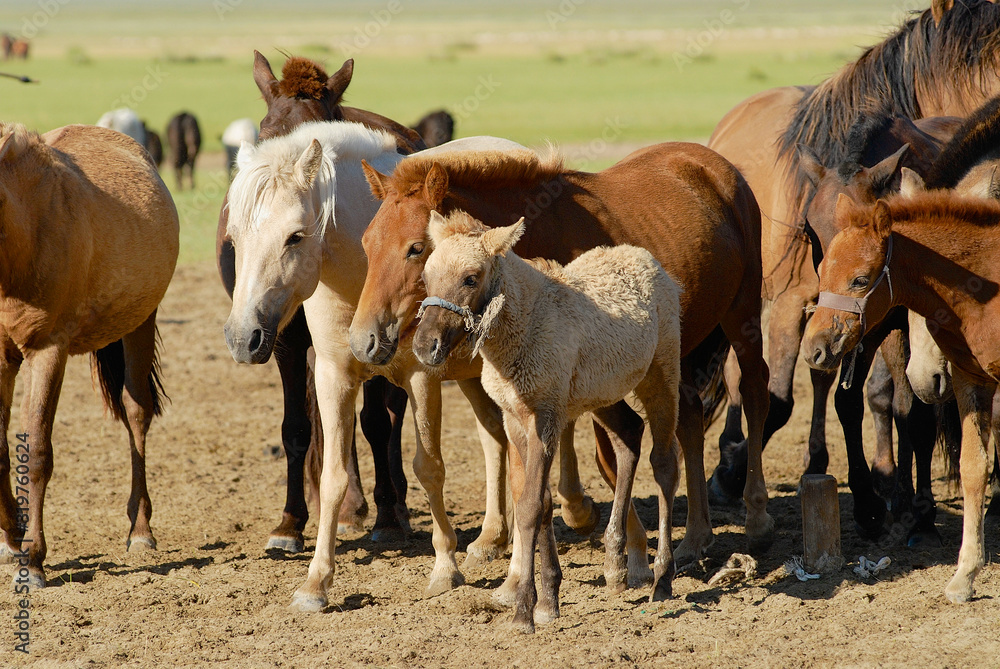 Horses in steppe near Kharkhorin, Mongolia. Stock Photo | Adobe Stock