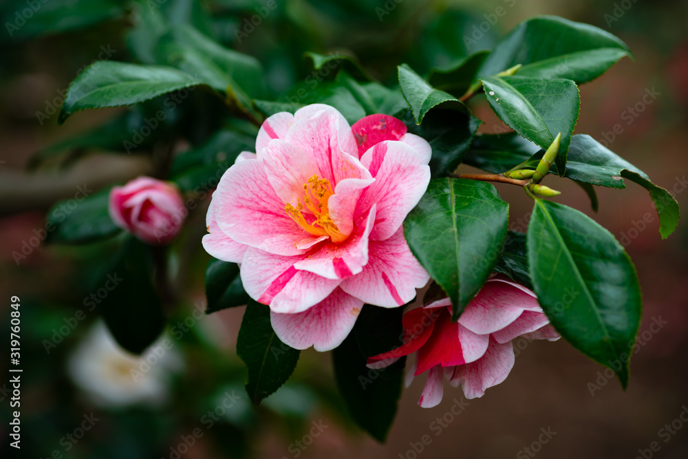 Fototapeta premium 椿