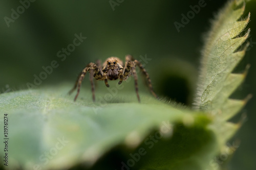 Kleine Spinne auf grünem Blatt