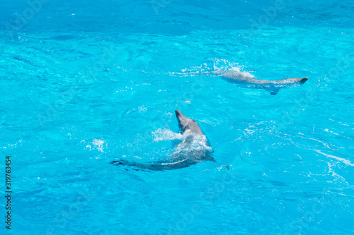 Dolphins at the surface of the water  shining for spectators  Rome  Italy