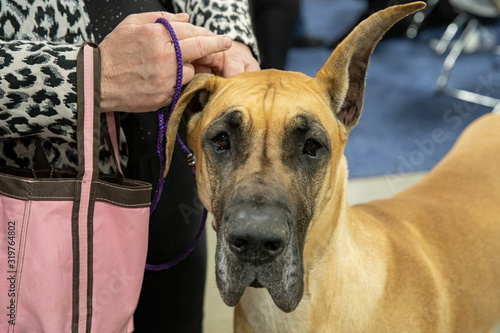 great dane with a droopy ear is looking at you photo