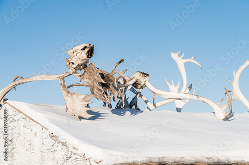 Deer skull and antlers on building in Tuktoyaktuk, Canada.