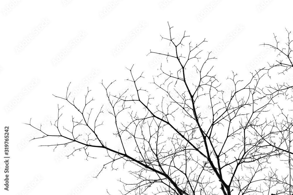 Fototapeta premium tree with no leaves on white background