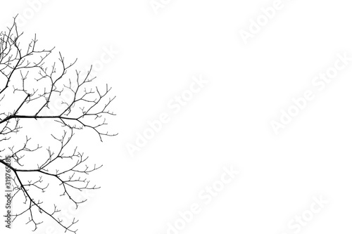 tree with no leaves on white background 