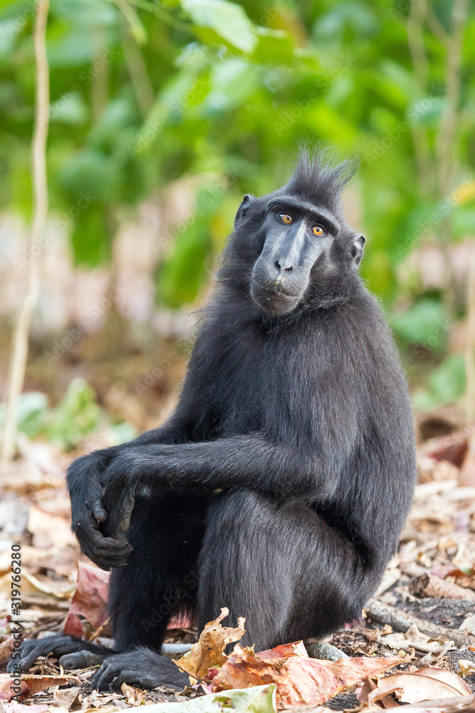 Fototapeta premium Beautiful Celebes crested macaque (Macaca nigra), aka the black ape, an Old World monkey, in the Tangkoko nature reserve on the Indonesian island of Sulawesi, during a ecotourism jungle hike