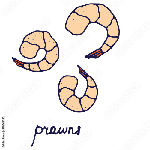 Hand drawn isolated seafood icon. Color fill illustration of prawns. Peeled shrimps icon.