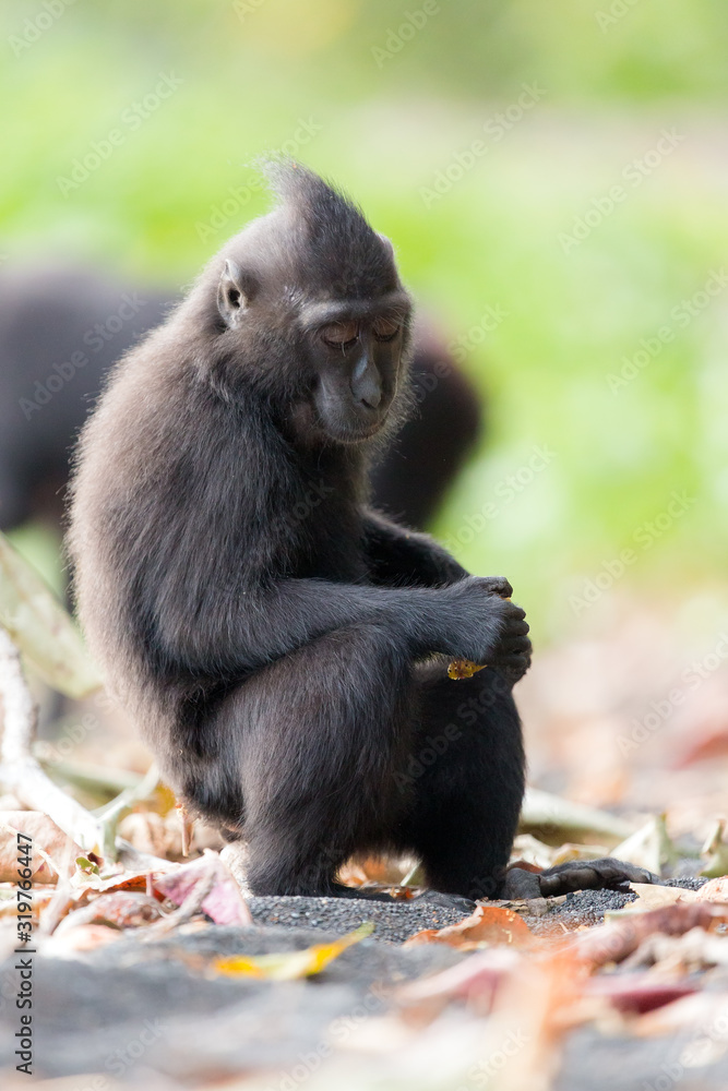 Fototapeta premium Beautiful Celebes crested macaque (Macaca nigra), aka the black ape, an Old World monkey, in the Tangkoko nature reserve on the Indonesian island of Sulawesi, during a ecotourism jungle hike