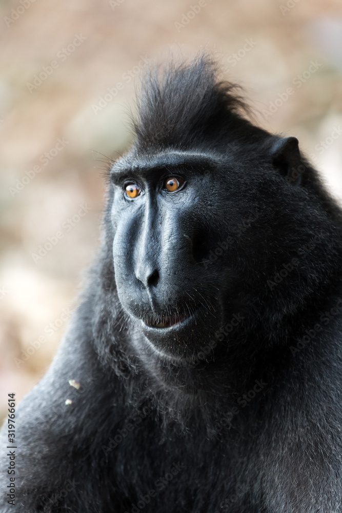 Obraz premium Beautiful Celebes crested macaque (Macaca nigra), aka the black ape, an Old World monkey, in the Tangkoko nature reserve on the Indonesian island of Sulawesi, during a ecotourism jungle hike