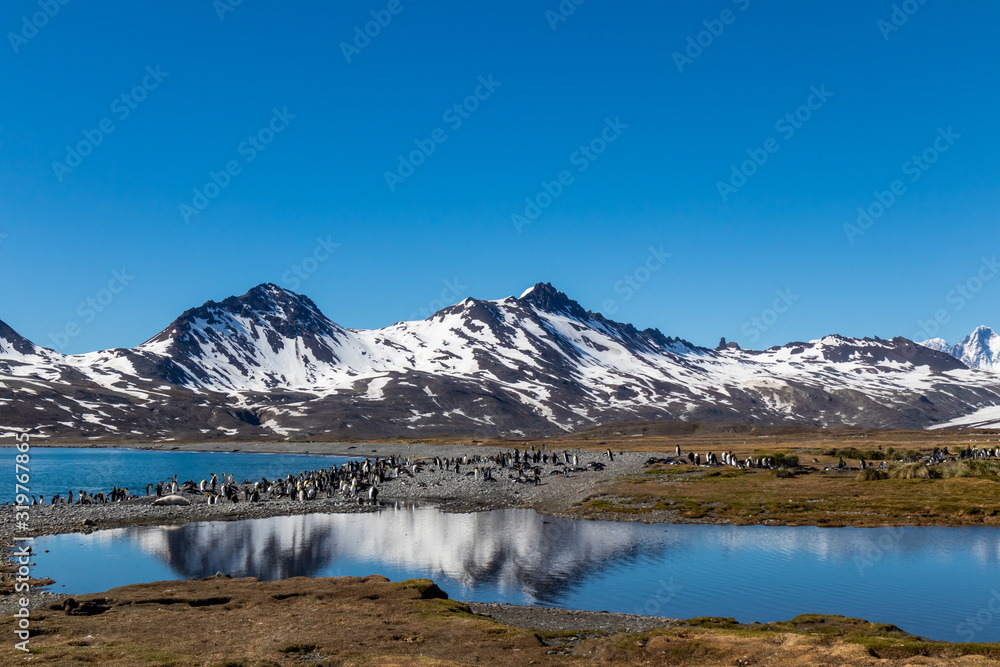 Obraz premium South Georgia