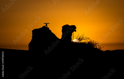 Camel silhouette at sunrise in Sahara  Merzouga  Morocco