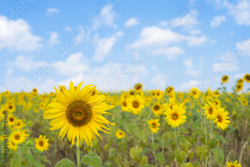 Closeup Sunflower full bloom  and blue sky at the biggest Sunflower field in Korat   Thailand.