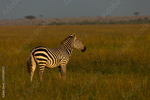 zebra on the savannah