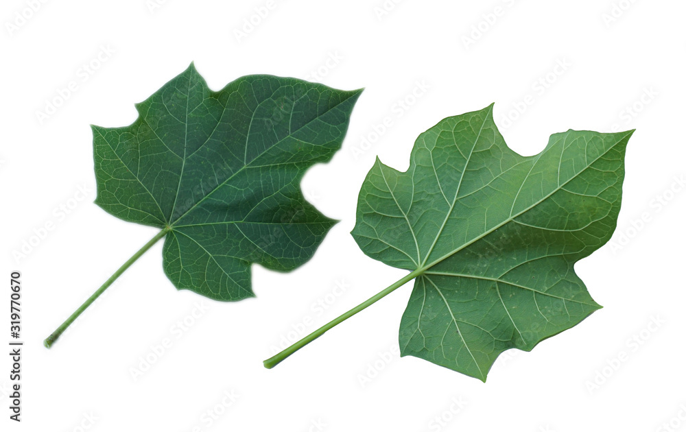 Physic nut leaves, Purging nut or Barbadose nut (Jatropha curcas L.) Physic nut leaves, Purging nut or Barbadose nut (Jatropha curcas L.)