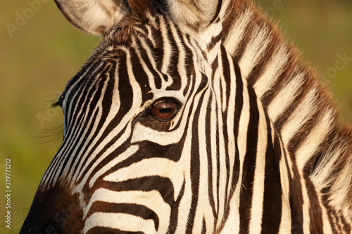 closeup of a zebra s head