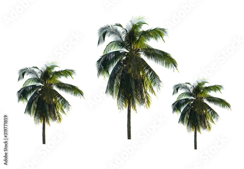 Coconut palm tree isolated on white background.