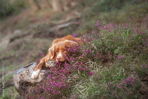 dog in heather colors. Portrait of a pet in nature. Nova Scotia Duck Tolling Retriever in the beautiful scenery. Animal on the background of the landscape © annaav