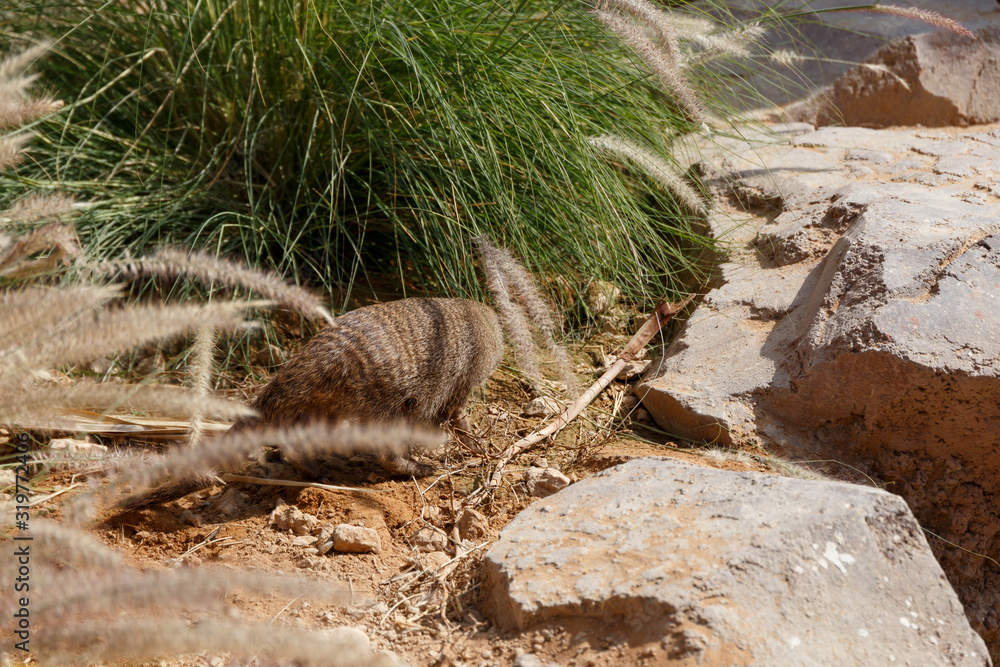 Obraz premium A few individuals Banded mongoose. Mongoose portrait close up. Small predatory mammals