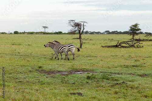 braying zebra on the savannah