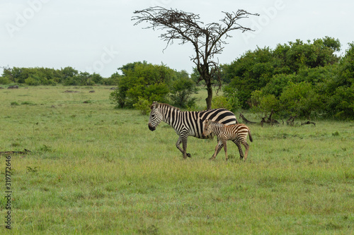 mother zebra and foal on the savannah