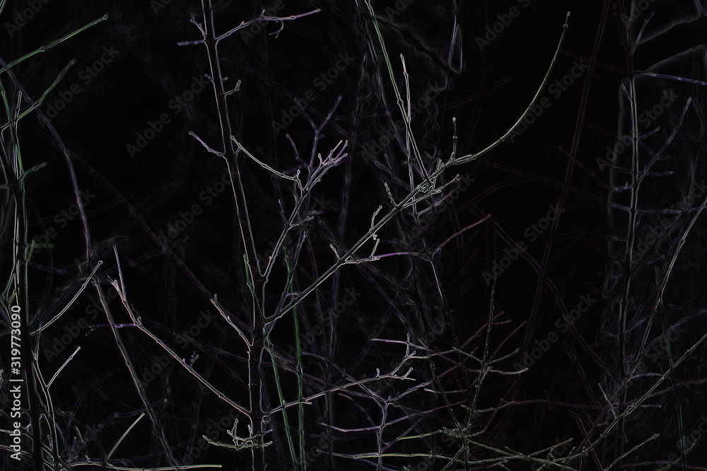 bare branches of wild plum in winter at night
