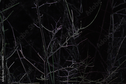 bare branches of wild plum in winter at night