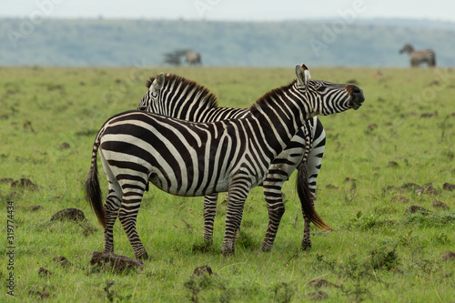 braying zebra on the savannah
