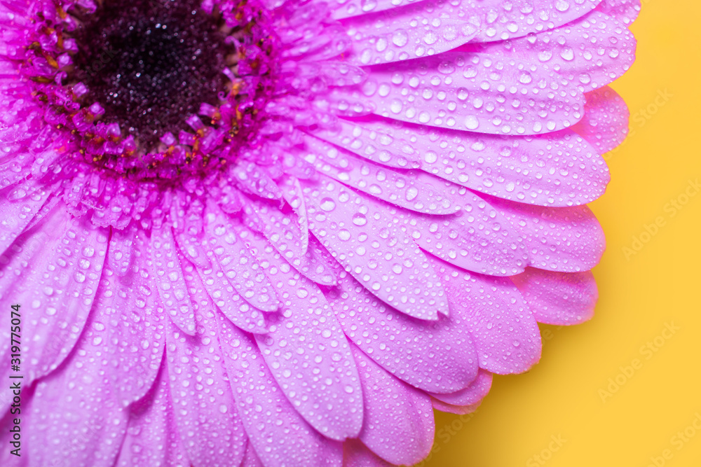 Beautiful fresh gerbera flowers with dew drops on the petals. Beautiful fresh gerbera flowers with dew drops on the petals.